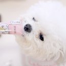 데일리도그 | 강아지 덴탈껌 추천 도그시그널 이지츄 오래먹는 간식