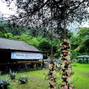 클럽 플로라 이미지