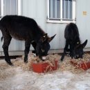 부신농장 이미지