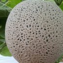 송보농장 이미지