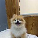 도도그루밍 이미지