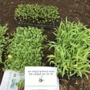 금악초등학교 이미지