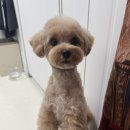 팍스도그트레이닝센터 이미지