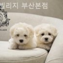 코튼빌리지 부산본점 이미지