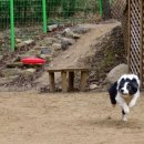 제이 애견 호텔 이미지