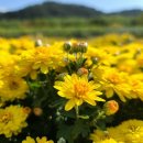 계룡면사무소 이미지