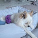 세림동물병원 이미지