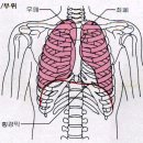 숙제(평인지맥 체크,폐의 위치) 이미지