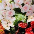 베고니아 이미지