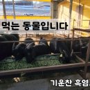 기운찬 염소농장 Daum카페