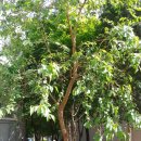 삭개오와뽕나무 | 삭개오의 뽕나무를 본 후기