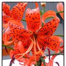 대청주유소 이미지