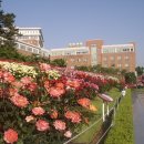 조선대학교 장미원 이미지