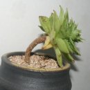꽁이네