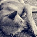 인방동물의료센터 이미지