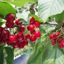 경주 체리 이미지