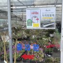 식물나라화원 | 남사화훼단지 정다운묘목농원 인테리어 식물 구매후기