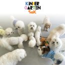50k 반려견 유치원 이미지