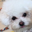 5월 초 일기: 태안 튤립 축제, 덕수궁 나들이
