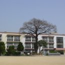 회화나무(槐花나무) 관련자료 - 대구 종로초등학교(최제우 나무) 이미지