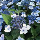 매직 필로우-Hydrangea serrata ‘Magic Pillow’ 이미지