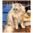 따뜻한 on동물병원 | 인천 연수동 동물병원 따뜻한동물병원 진료시간 접근성 이용후기