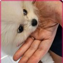 로얄펫 강아지분양 고양이분양 전주본점 | 전주 로얄펫, 믿고 선택하는 반려동물 분양 서비스
