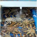 대포 크랩 이미지