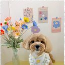 하이뭉치(Hi Moongchi) | 동삭동애견미용 하이뭉치 지제동삭점에서 받은 애견미용 후기