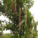 풍요농장 이미지