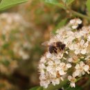 벌떼축산 이미지
