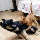 개와 고양이 이미지