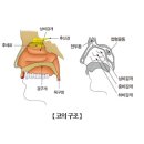 코고 이미지