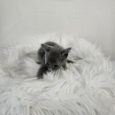 수원고양이분양 드림캣 안심분양센터 이미지