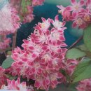 스트로베리힐 이미지