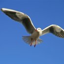 안면초등학교 이미지