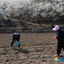 들에핀 매화 이미지