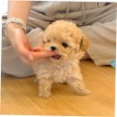 그루밍125 | 송파에서 만난 사랑스러운 말티푸의 이야기