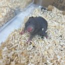 골든햄스터분양 햄츠비 이미지