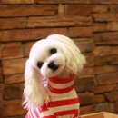 개스타일 이미지