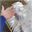 6월 9일(수) 목포는항구다 생선카페 판매생선[ 민어 , 아나고장어 / "예약" 채낙오징어 ] 이미지