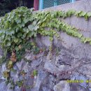 하늘담쟁이 이미지