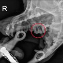 상일 쓰담쓰담 동물병원 이미지
