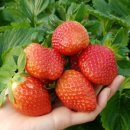 아람2농장 이미지