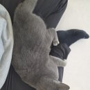 설렘고양이카페 이미지