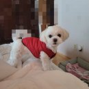 대학원 졸업시험 최종합격 후 미친 듯이 놀아재낀 주간일상