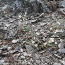 신읍리율대 이미지