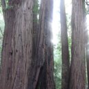 레드우드 이미지