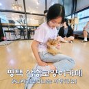 평택5로 | 평택 고양이카페 너무 재밌는데? 삼층고양이카페 후기