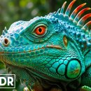 Incredible Wildlife Close-Up 🐅 8K Ultra HD Cinematic | Dolby Vision HDR 이미지